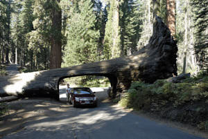 sequoia<br>NIKON D200, 20 mm, 100 ISO,  1/50 sec,  f : 5.6 , Distance :  m